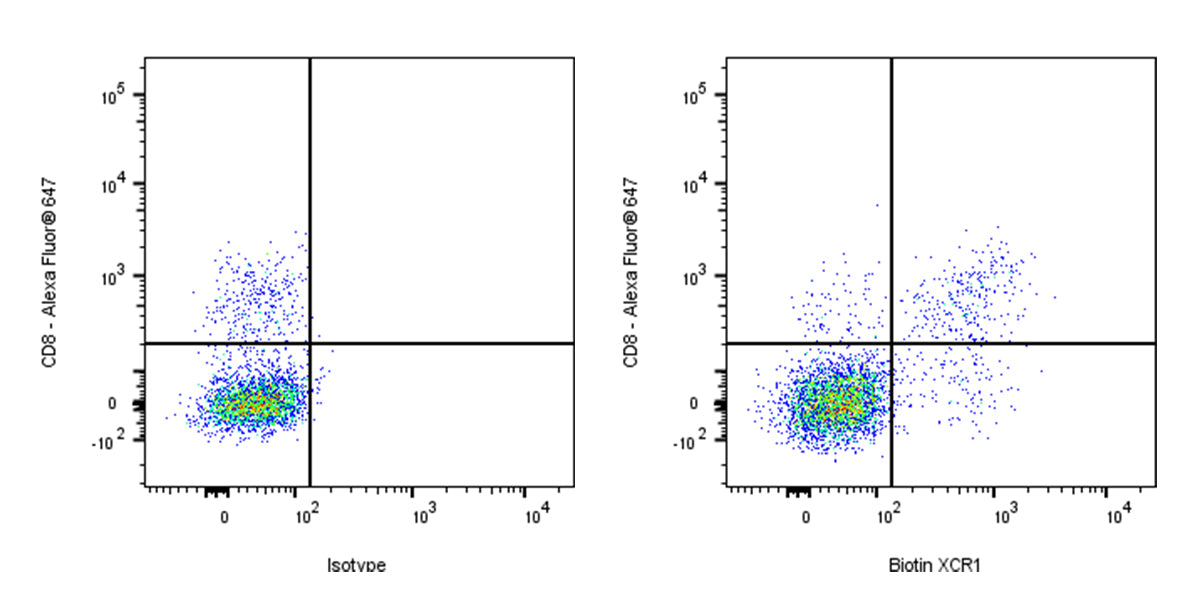 Biotin Mouse Anti-Mouse XCR1 Antibody (S-R601)