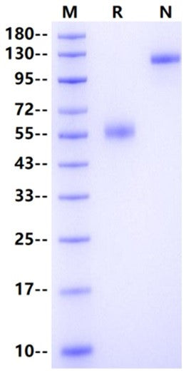 TREM2 Fc Chimera Protein, Human