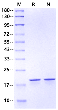 TNF-β Protein, Human