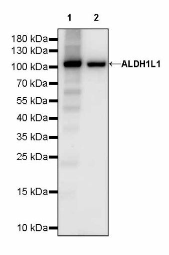 ALDH1L1 Recombinant Rabbit mAb (S-2885-49)