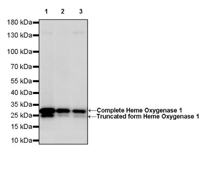Heme Oxygenase 1 Recombinant Rabbit mAb (S-R334)
