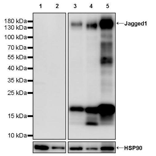 Jagged1 Recombinant Rabbit mAb (S-3296)