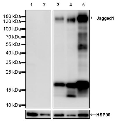 Jagged1 Recombinant Rabbit mAb (S-3296)