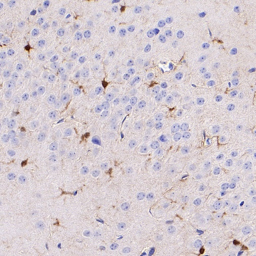 FABP7 Recombinant Rabbit mAb (S-762-114)
