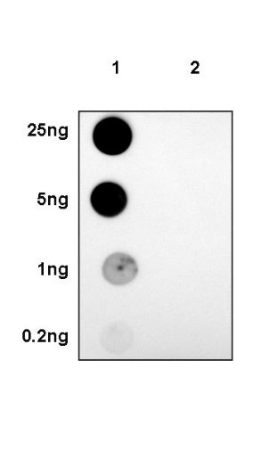 Phospho-Stat3 (Tyr705) Recombinant Rabbit mAb (S-515-360)
