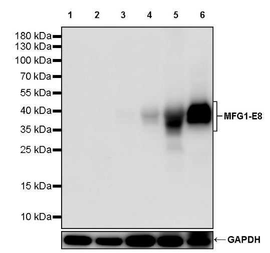 MFG1-E8 Recombinant Rabbit mAb (S-2530-74)