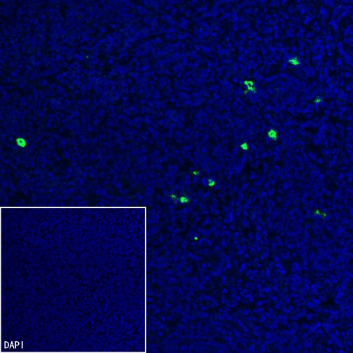 Human IgA1 Recombinant Rabbit mAb (S-2513-50)