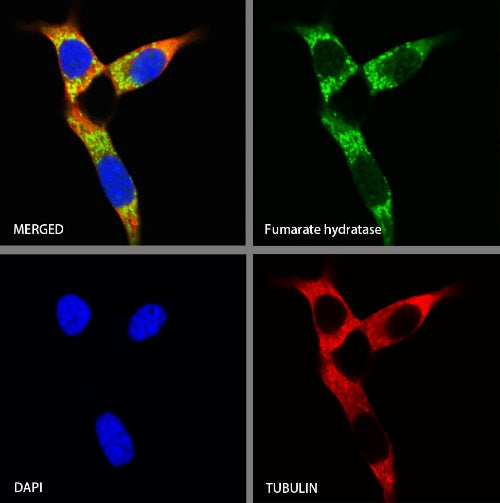Fumarate hydratase Rabbit Polyclonal Antibody