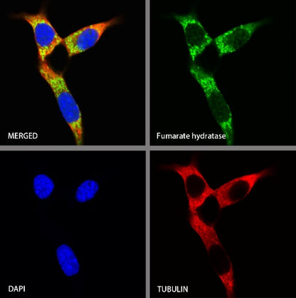 Fumarate hydratase Rabbit Polyclonal Antibody