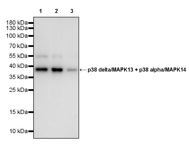 p38 delta/MAPK13 + p38 alpha/MAPK14 Recombinant Mouse mAb (S-3860)