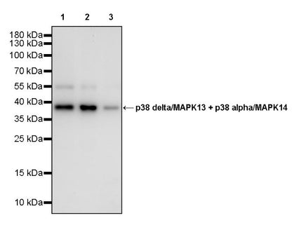 p38 delta/MAPK13 + p38 alpha/MAPK14 Recombinant Mouse mAb (S-3860)
