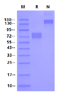 Biotinylated IL-4R alpha/CD124 Fc&Avi Tag Protein, Human
