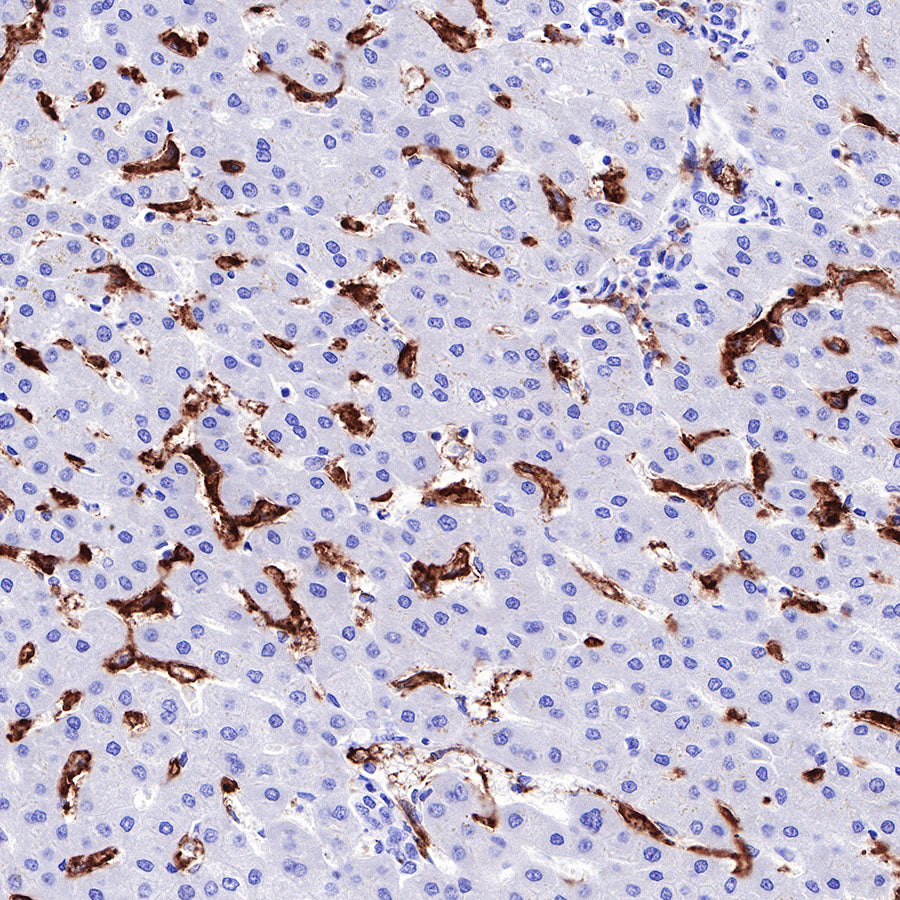 S-RMab® CD16a Recombinant Rabbit mAb,PBS Only (SDT-366-45)