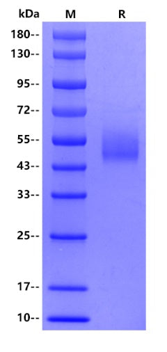 IL-15 hFc tag Protein,  Human