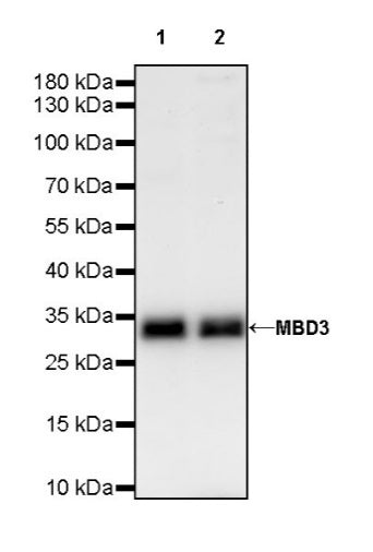 MBD3 Rabbit Polyclonal Antibody