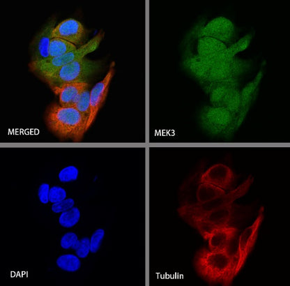 MEK3 Recombinant Rabbit mAb (S-835-23)