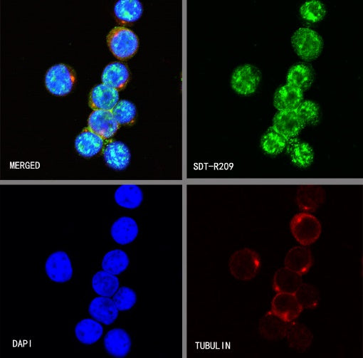 S-RMab®Topoisomerase I Recombinant Rabbit mAb (S-R209)