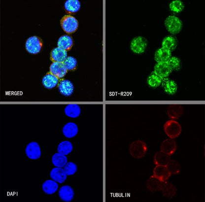 S-RMab®Topoisomerase I Recombinant Rabbit mAb (S-R209)