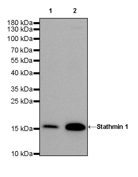 Stathmin 1 Recombinant Rabbit mAb (SDT-383-4)