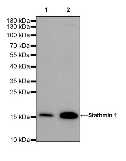 Stathmin 1 Recombinant Rabbit mAb (SDT-383-4)