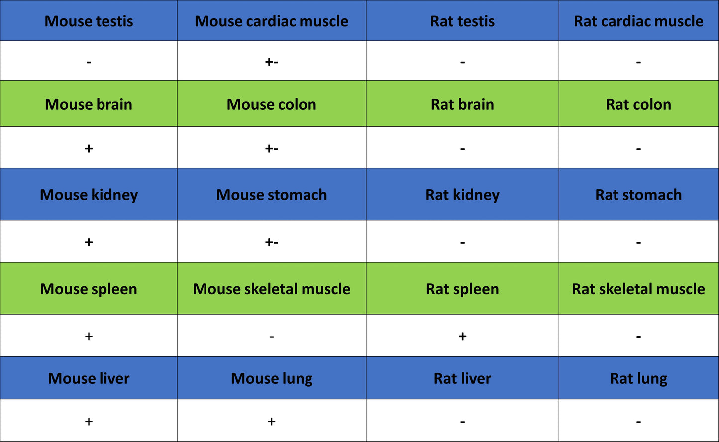 Transferrin Receptor Recombinant Rabbit mAb (S-4791)