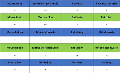 Transferrin Receptor Recombinant Rabbit mAb (S-4791)