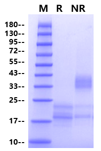 IL-17A / CTLA-8(24-155) His Tag Protein, Human