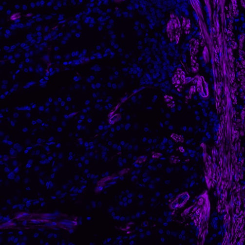 alpha smooth muscle Actin Recombinant Rabbit mAb (Alexa Fluor® 700 Conjugate) (S-132-63)