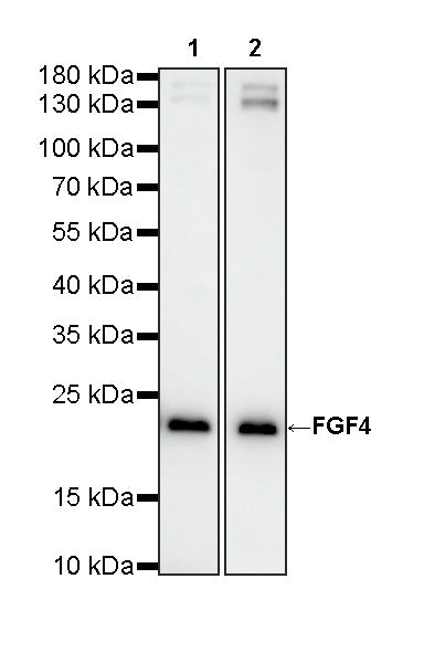 FGF4 Recombinant Rabbit mAb (S-4691-74)