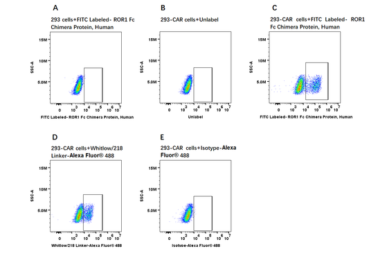 FITC-Labeled ROR1 Fc Chimera Protein, Human