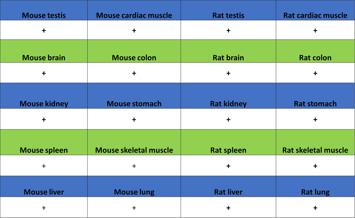 ALDOA Mouse mAb