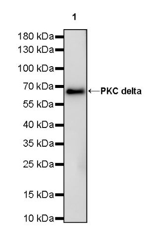 PKC delta Recombinant Rabbit mAb (S-2611-39)