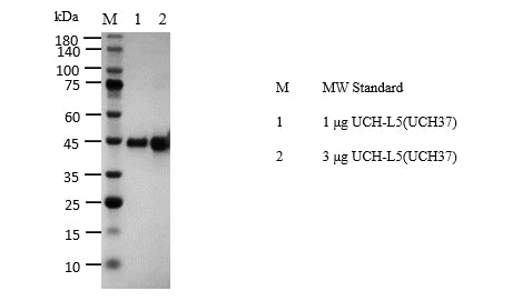 UCH-L5(UCH37) Protein