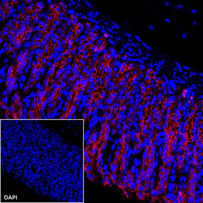 E-Cadherin Recombinant Rabbit mAb (Alexa Fluor® 594 Conjugate) (S-438-5)