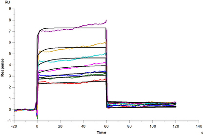 VSIG3/IGSF11 Fc Chimera Protein, Human