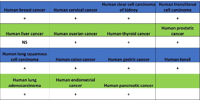 Histone H2A.X Recombinant Rabbit mAb (S-1772-179)