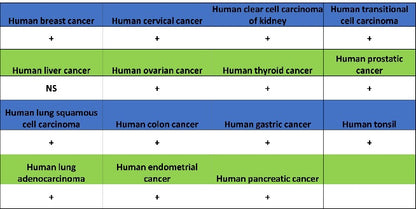 Histone H2A.X Recombinant Rabbit mAb (S-1772-179)