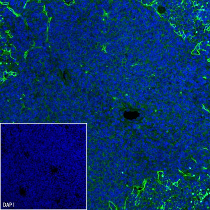 CD36 Recombinant Rabbit mAb (S-1028-127)