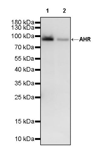 AHR Recombinant Rabbit mAb (S-2370-150)