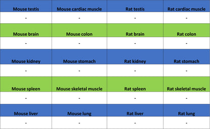HER2/ErbB2 Recombinant Rabbit mAb (S-3935-58)