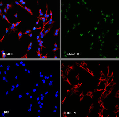 Histone H3 Recombinant Rabbit mAb (S-5672)