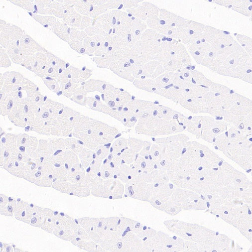 F4/80 Recombinant Rat mAb (S-942-1)