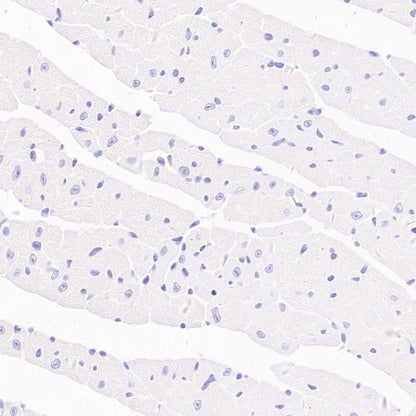 F4/80 Recombinant Rat mAb (S-942-1)