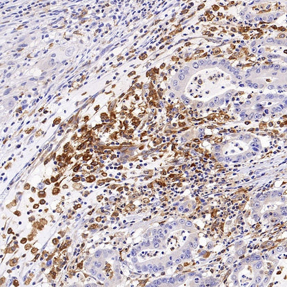 GBP5 Rabbit Polyclonal Antibody