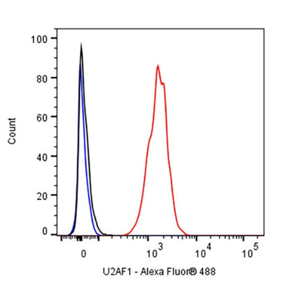U2AF1 Recombinant Rabbit mAb (S-2384)