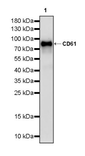 CD61 Recombinant Rabbit mAb (S-2515-6)