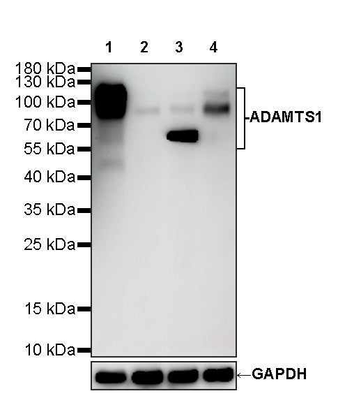 ADAMTS1 Recombinant Rabbit mAb (S-5953)