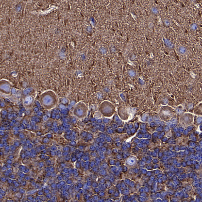 Beta Tubulin Recombinant Mouse mAb (S-5422)