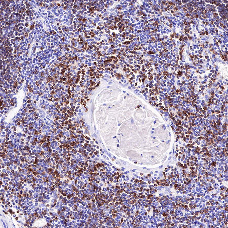 CD7 Recombinant Rabbit mAb,PBS Only (SDT-R165)