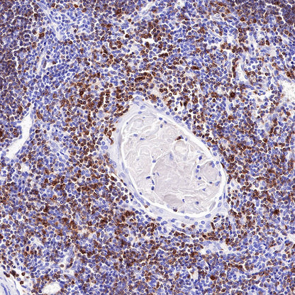 CD7 Recombinant Rabbit mAb,PBS Only (SDT-R165)